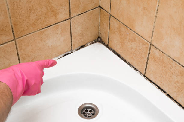 Best Attic Mold Removal  in Demarest, NJ